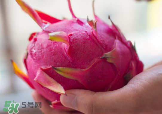 紅心火龍果什么時(shí)候成熟？紅心火龍果什么季節(jié)有？