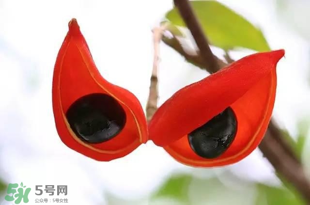 孕婦能吃蘋婆嗎？孕婦吃蘋婆對胎兒好嗎