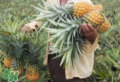 金菠蘿是鳳梨嗎？金菠蘿與普通菠蘿區(qū)別