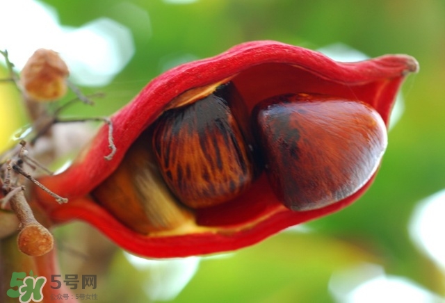 蘋婆怎么吃？蘋婆的功效與作用