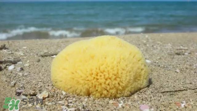 Rosenfeld海綿好用嗎？Rosenfeld海綿怎么樣？