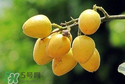 黃皮果品種有哪些？黃皮果哪個品種好吃