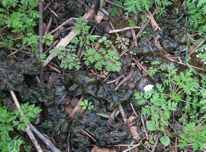 孕婦能吃地耳菜嗎？寶寶能吃地耳菜嗎？
