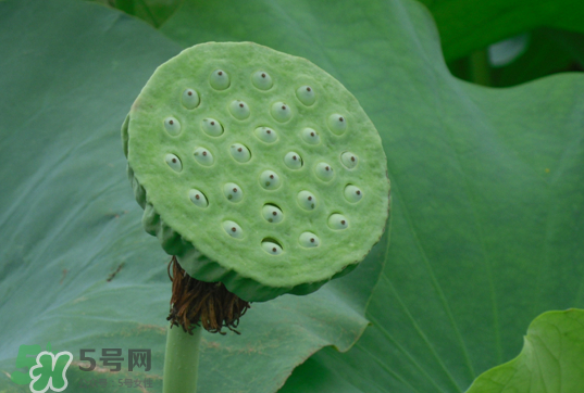 蓮蓬和蓮藕一樣嗎？蓮蓬和蓮藕的區(qū)別