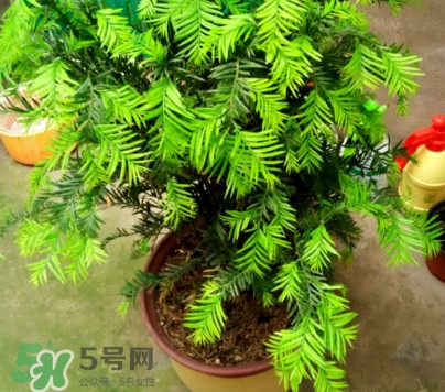 紅豆杉怎么養(yǎng)植？紅豆杉的養(yǎng)殖方法和注意事項