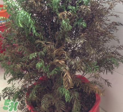 紅豆杉葉子干枯要怎么做？紅豆杉枯萎救治方法