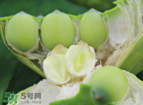 新鮮蓮蓬怎么吃？新鮮蓮蓬的吃法