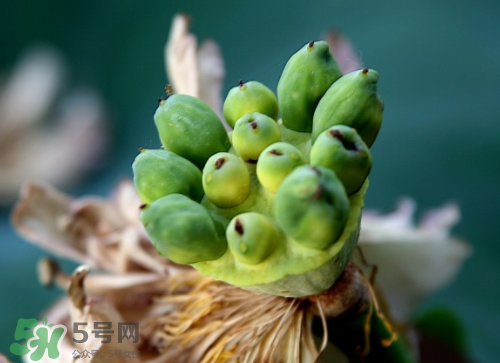 新鮮蓮蓬孕婦能吃嗎？孕婦可以吃新鮮蓮蓬嗎？