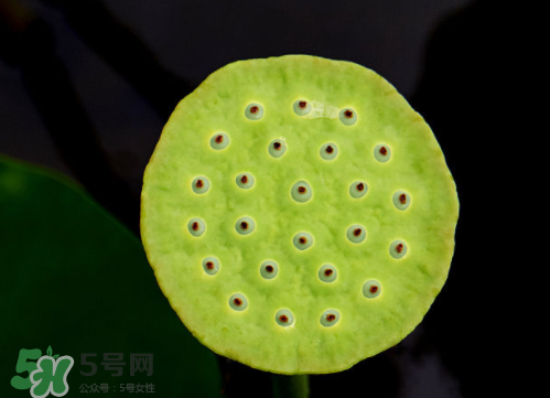 新鮮蓮蓬孕婦能吃嗎？孕婦可以吃新鮮蓮蓬嗎？