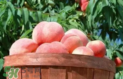 脆桃和軟桃哪個好吃？脆桃跟軟桃有什么區(qū)別？