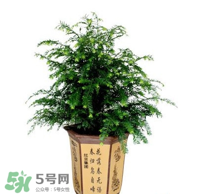 紅豆杉葉子干枯要怎么做？紅豆杉枯萎救治方法
