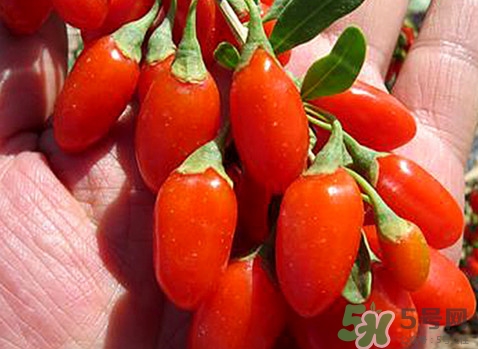 如何辨別枸杞是否新鮮？鮮枸杞可以直接食用嗎