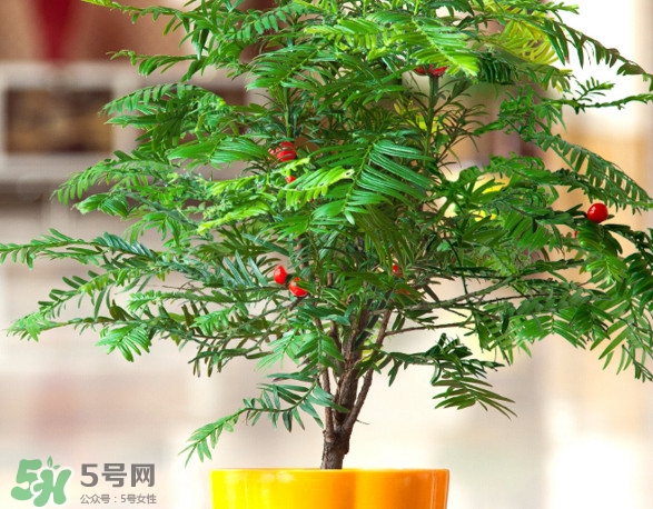 紅豆杉葉子干枯要怎么做？紅豆杉枯萎救治方法