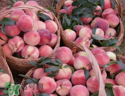 脆桃和軟桃哪個好吃？脆桃跟軟桃有什么區(qū)別？