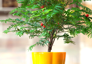 紅豆杉怎么養(yǎng)植？紅豆杉的養(yǎng)殖方法和注意事項(xiàng)