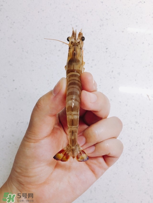活基圍蝦怎么保存？活基圍蝦怎么處理干凈？