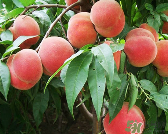 玉米和桃子能一起吃？桃子可以和玉米一起吃嗎？