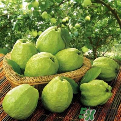 哺乳期可以吃番石榴嗎？哺乳期不能吃什么？