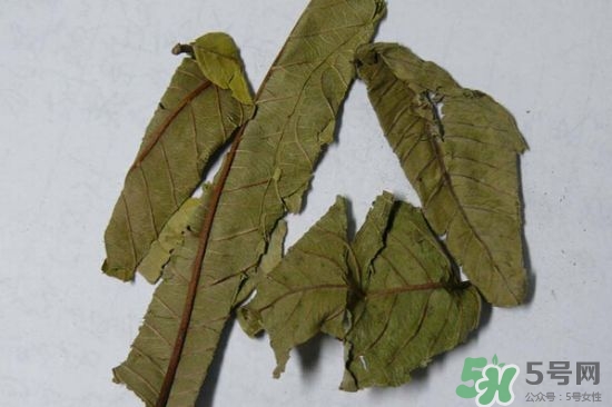 番石榴葉茶怎么做？番石榴葉茶的副作用