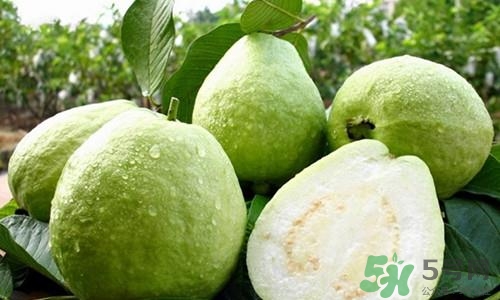番石榴皮可以吃嗎？番石榴皮的功效與作用