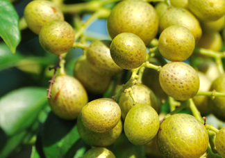 山黃皮怎么做好吃？山黃皮有什么藥用價(jià)值
