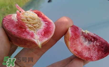 中華血桃什么時(shí)候成熟？中華血桃產(chǎn)地在哪兒