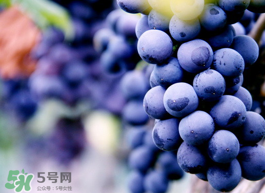 夏黑葡萄幾月成熟？夏黑葡萄幾月份上市？