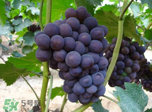 夏黑葡萄多少錢一斤？夏黑葡萄怎么挑選？