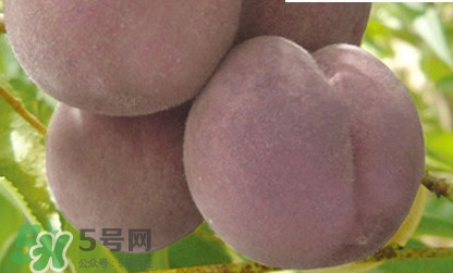 黑桃是什么水果？吃黑桃有什么好處？