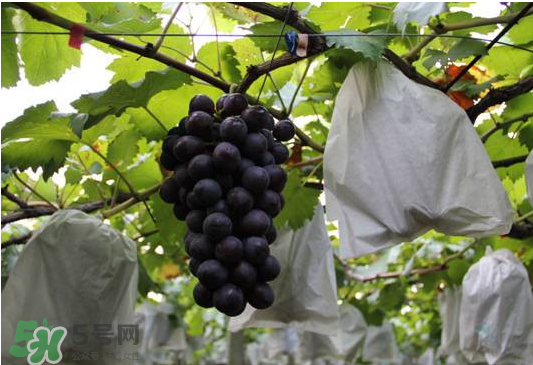 夏黑葡萄怎么洗？夏黑葡萄怎么洗才干凈？