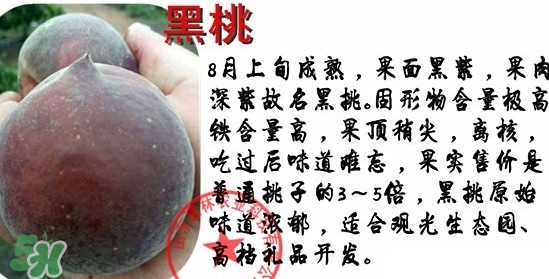 黑桃水果是什么品種？黑桃是酸性還是堿性