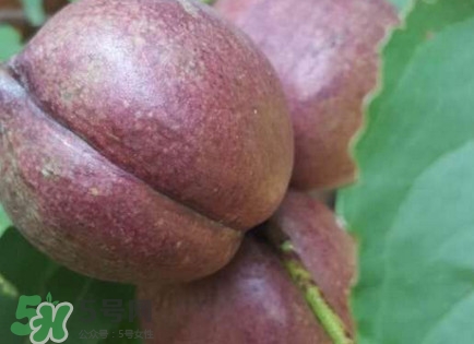 黑桃怎么做好吃？黑桃怎么吃最有營(yíng)養(yǎng)價(jià)值