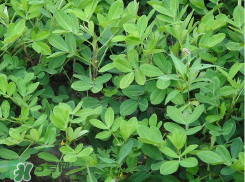 七月份可以種花生嗎？花生七月份可以種植嗎？