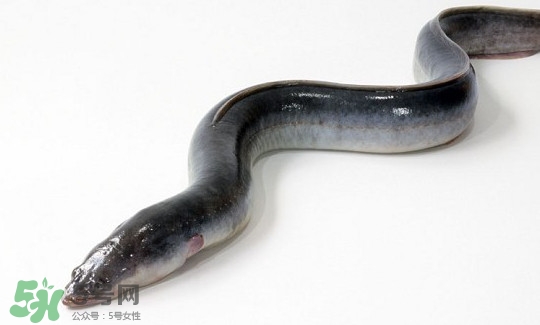鰻魚有刺嗎？鰻魚有鱗嗎？