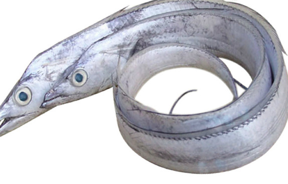 鰻魚是帶魚嗎？鰻魚和帶魚有什么區(qū)別