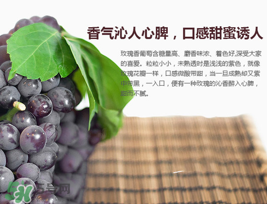玫瑰香葡萄孕婦能吃嗎？孕婦可以吃玫瑰香葡萄嗎？