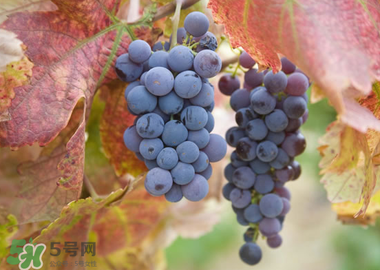 玫瑰香葡萄孕婦能吃嗎？孕婦可以吃玫瑰香葡萄嗎？