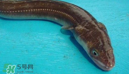 鰻魚多少錢一斤？野生鰻魚多少錢一斤