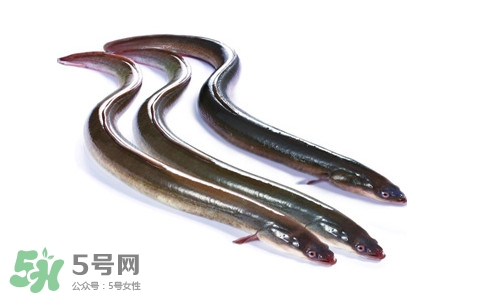 海鰻和河鰻哪個(gè)好吃？如何區(qū)分河鰻與海鰻