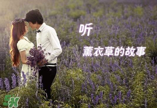 七月份還有薰衣草嗎？7月份還有薰衣草嗎？