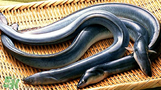 鰻魚是泥鰍嗎？鰻魚與泥鰍什么區(qū)別