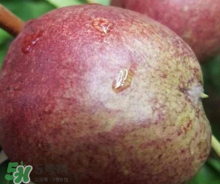 黑桃怎么做好吃？黑桃怎么吃最有營(yíng)養(yǎng)價(jià)值