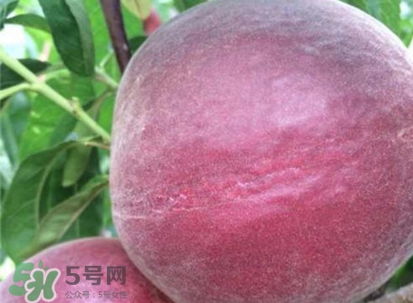 黑桃是什么水果？吃黑桃有什么好處？