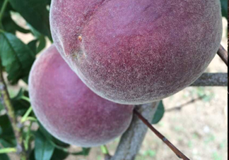 黑桃水果是什么品種？黑桃是酸性還是堿性