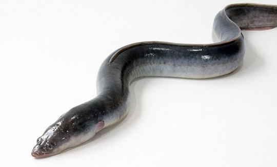 鰻魚是帶魚嗎？鰻魚和帶魚有什么區(qū)別