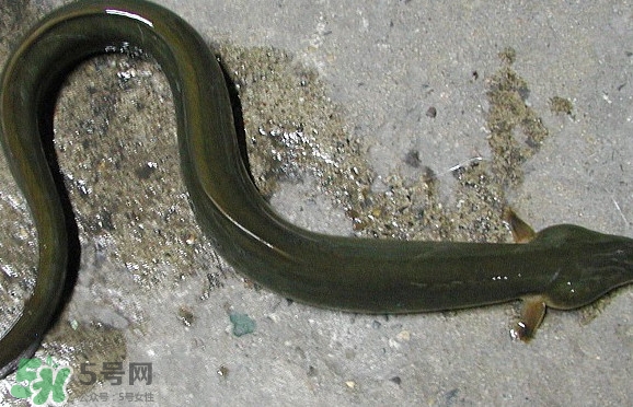 鰻魚(yú)是海鮮嗎？鰻魚(yú)是海魚(yú)嗎