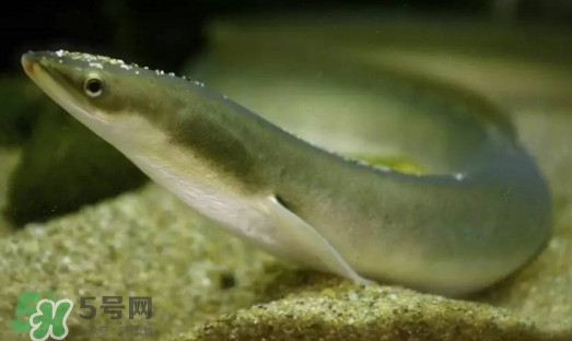 鰻魚是鱔魚嗎？鰻魚是白鱔嗎