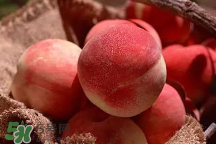 中華血桃什么時(shí)候成熟？中華血桃產(chǎn)地在哪兒