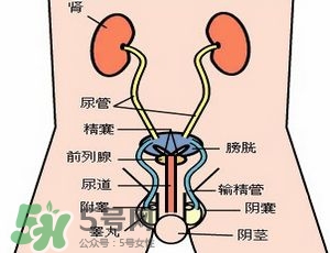 腎結(jié)石怎么治最好？腎結(jié)石的醫(yī)治方法