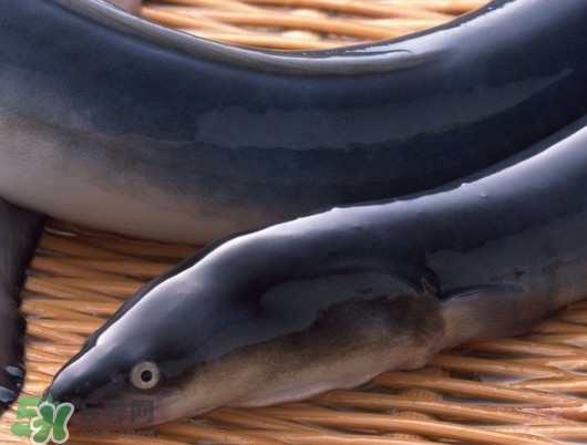 鰻魚是泥鰍嗎？鰻魚與泥鰍什么區(qū)別